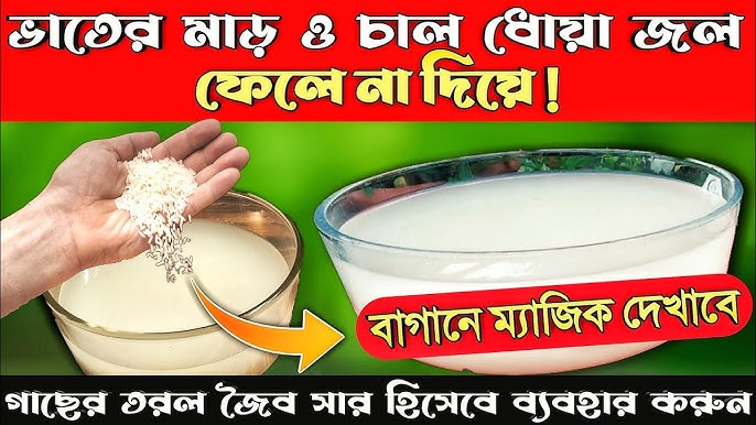 ভাতের মাড়ের উপকারিতা - Benefits of Rice Starch